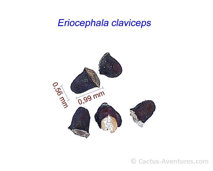 Eriocephala claviceps